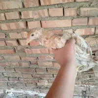 جوجه لاری|حیوانات مزرعه|گرگان, |دیوار