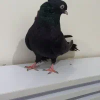 زاغ ابادنی نر جوان