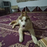 هاسکی شش ماه و پاپی پشمی یک سال