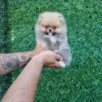 سگ پامرانین