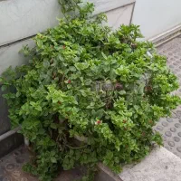 گل ناز وخرفه ای با گلدان