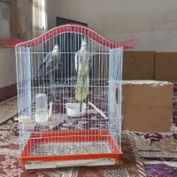 عروس هلندی جفت اماده تخم گذاری همراه قفس|پرنده|ایلام, |دیوار