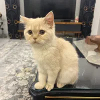 گربه بریتیش کاراملی