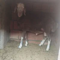 بره نر درجه یک چاق