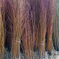 موجود نهال زود رس و دیررس|خدمات باغبانی و درختکاری|سنندج, |دیوار