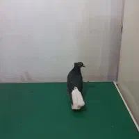 کبوتر دم سفید طوقی