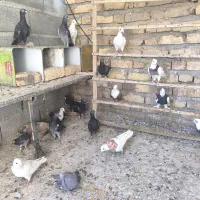 تعداد 16کفتر
