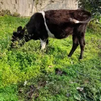 فروش گوساله ۱۰ماهه دورگ هلیشتاین