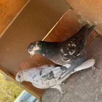 کفتر قلمه|پرنده|تهران, اکباتان|دیوار