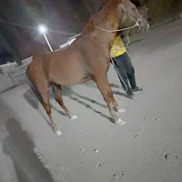اسب