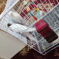 معاوضع عروس البینو