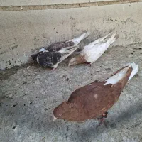 کبوتررنگی|پرنده|قم, کلهری|دیوار