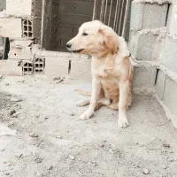 واگذاری گلدن واگذاری|سگ|قرچک, پویینک|دیوار