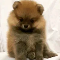 پامر خرسی و روباهی وارداتی(پامرانین)سگ پاکوتاه|سگ|کرمانشاه, |دیوار