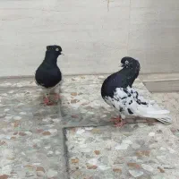 کله سیاه درجه یک|پرنده|اهواز, بیست متری شهدا|دیوار