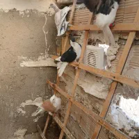 ۶تاپرنده