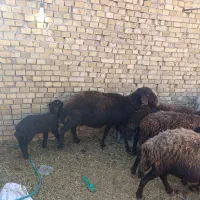 میش بره افشاری|حیوانات مزرعه|اردکان, |دیوار