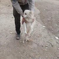 سگ پا کوتاه نر فروشی|سگ|اسلامشهر, شهرک قائمیه|دیوار