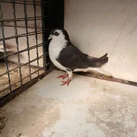 کبوتر|پرنده|ری, بازار گل خاوران|دیوار