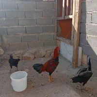 تخم لاری  تازه و نطفه دار|حیوانات مزرعه|سرپل ذهاب, |دیوار