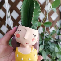 انواع گلدان فانتزی و گل آپارتمانی|گل و گیاه طبیعی|کرمان, |دیوار