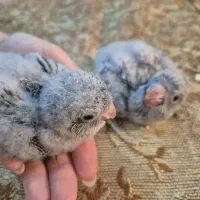 جوجه راهب سرلاکی 30روزه