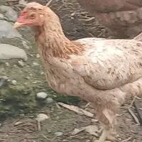 خروس مرغ لاری|حیوانات مزرعه|رشت, لاکان|دیوار