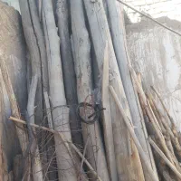 تعدادی درخت سالم و کهنه برای فروش|مصالح و تجهیزات ساختمان|خلخال, |دیوار