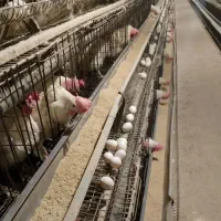 مرغ تخمگذار فقط 110