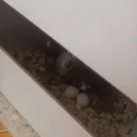 عروس هلندی|پرنده|باقرشهر, |دیوار