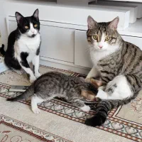 واگذاری گربه dsh رایگان