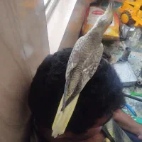پرنده