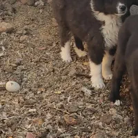 سگ قدرجونی گله|سگ|شهرضا, |دیوار