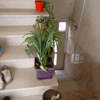 دوچرخه در حدنو|دوچرخه، اسکیت، اسکوتر|دورود, |دیوار