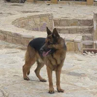 سگ ژرمن اصیل|سگ|مشهد, میان ولایت|دیوار
