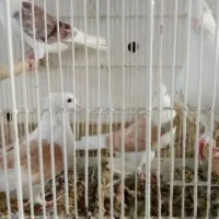 کبوتر دوکت|پرنده|قم, دانشگاه قم|دیوار