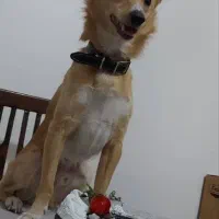 واگذاری پامر اشپیتز