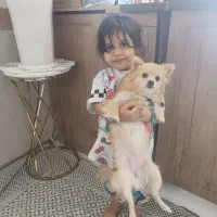 سگ پامر|سگ|پاکدشت, پاکدشت (مامازند)|دیوار