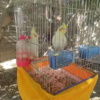 یک جفت عروس