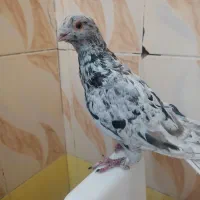 پرنده خوشگل نوک ریز زیبا|پرنده|مشهد مرغاب, |دیوار