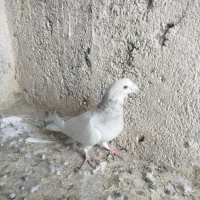 سرور نر خوشگل|پرنده|تربت جام, مسکن مهر|دیوار