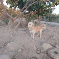 واگذاری ژرمن وپاکوتا|سگ|صباشهر, |دیوار