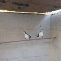 کفتر سینه باز و دم پاک اهنی