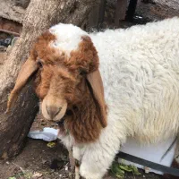 گوسفند زنده آماده تحویل تهران