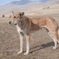 سگ سراب|سگ|خوی, |دیوار