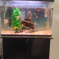 آکواریوم شرکتی شیشه خم  و کمد