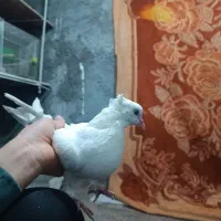 کفتر|پرنده|مشهد, عباس‌آباد|دیوار