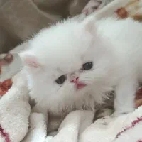 گربه بریتیش سوپر فلت