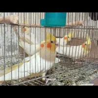 جفت عروس هلندی باجوجه
