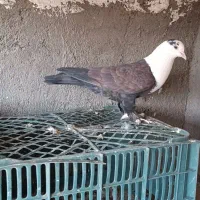 سرسفید نر|پرنده|اقبالیه, |دیوار